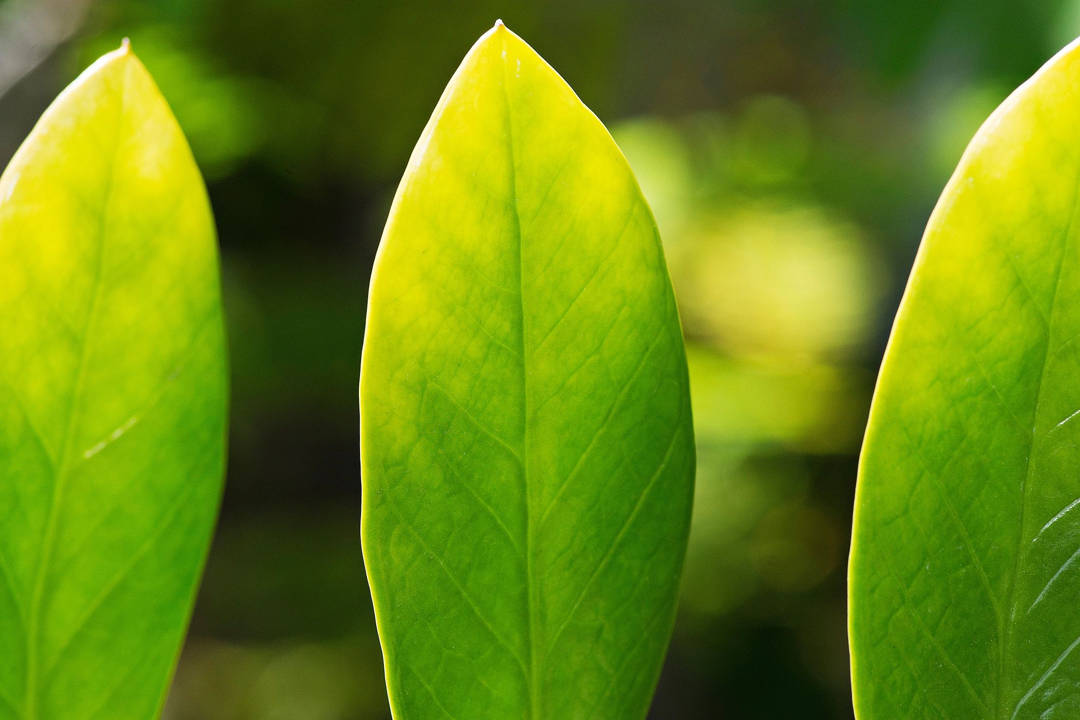 Close-up of a bright green leaf