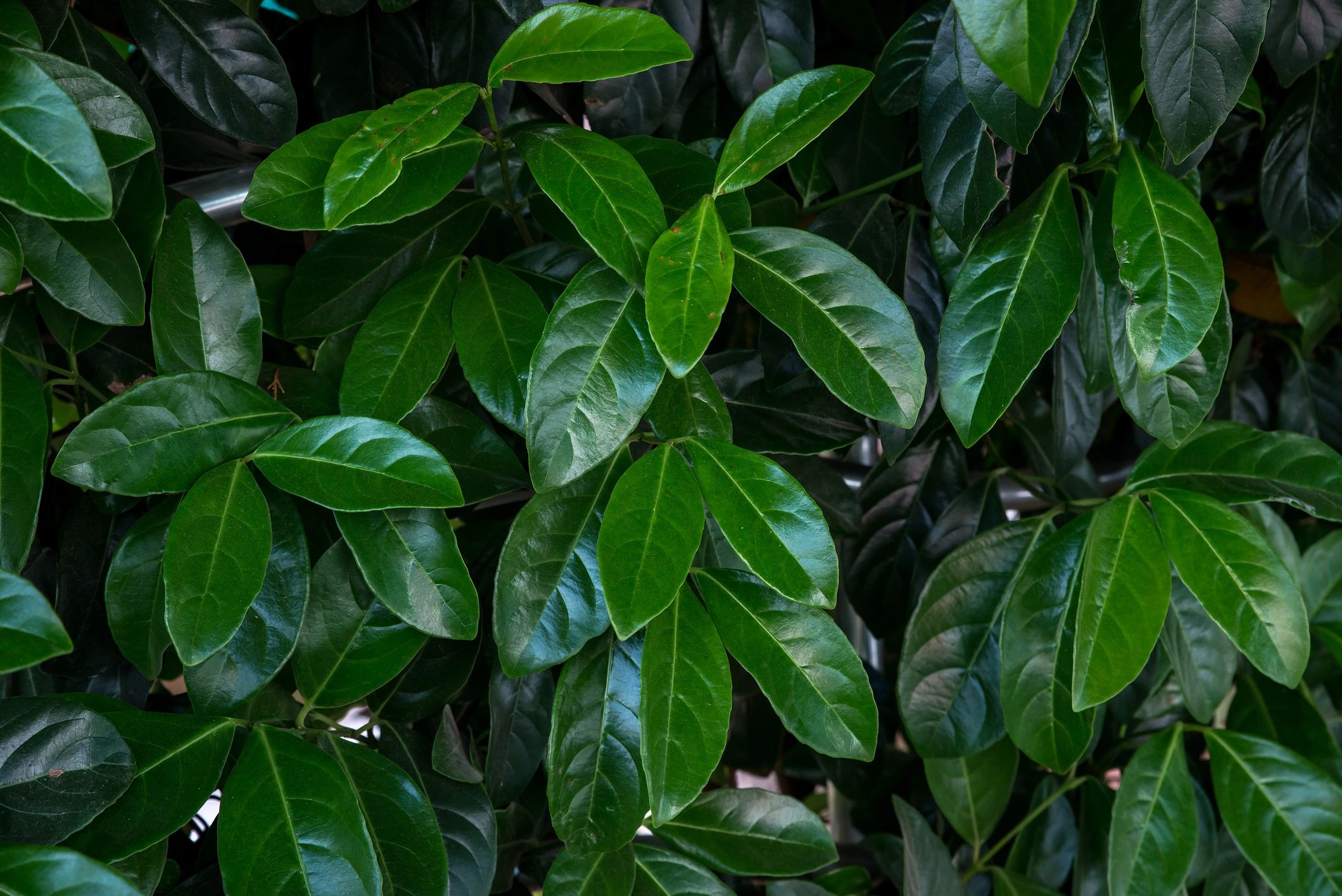 Green leaves background representing yerba mate plant