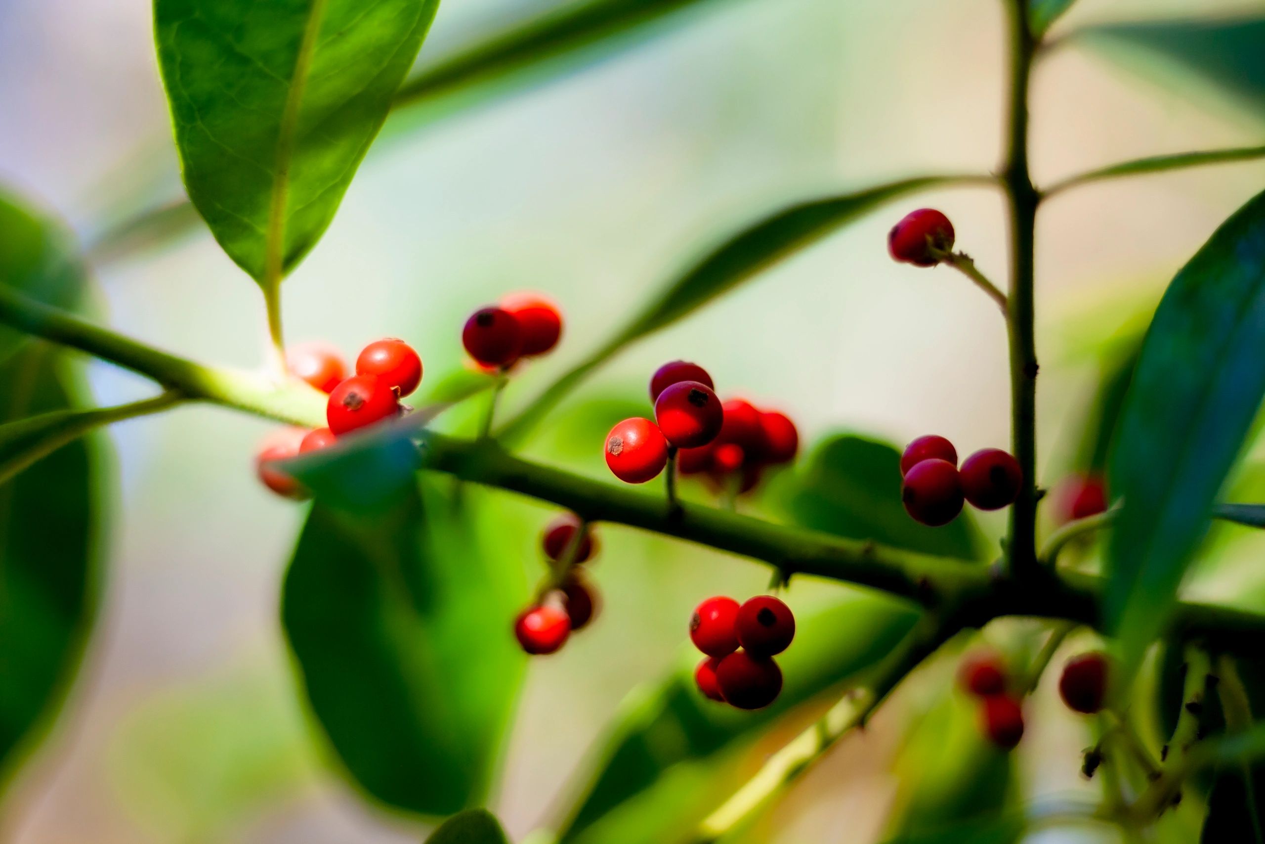 Ilex paraguariensis berries on a branch