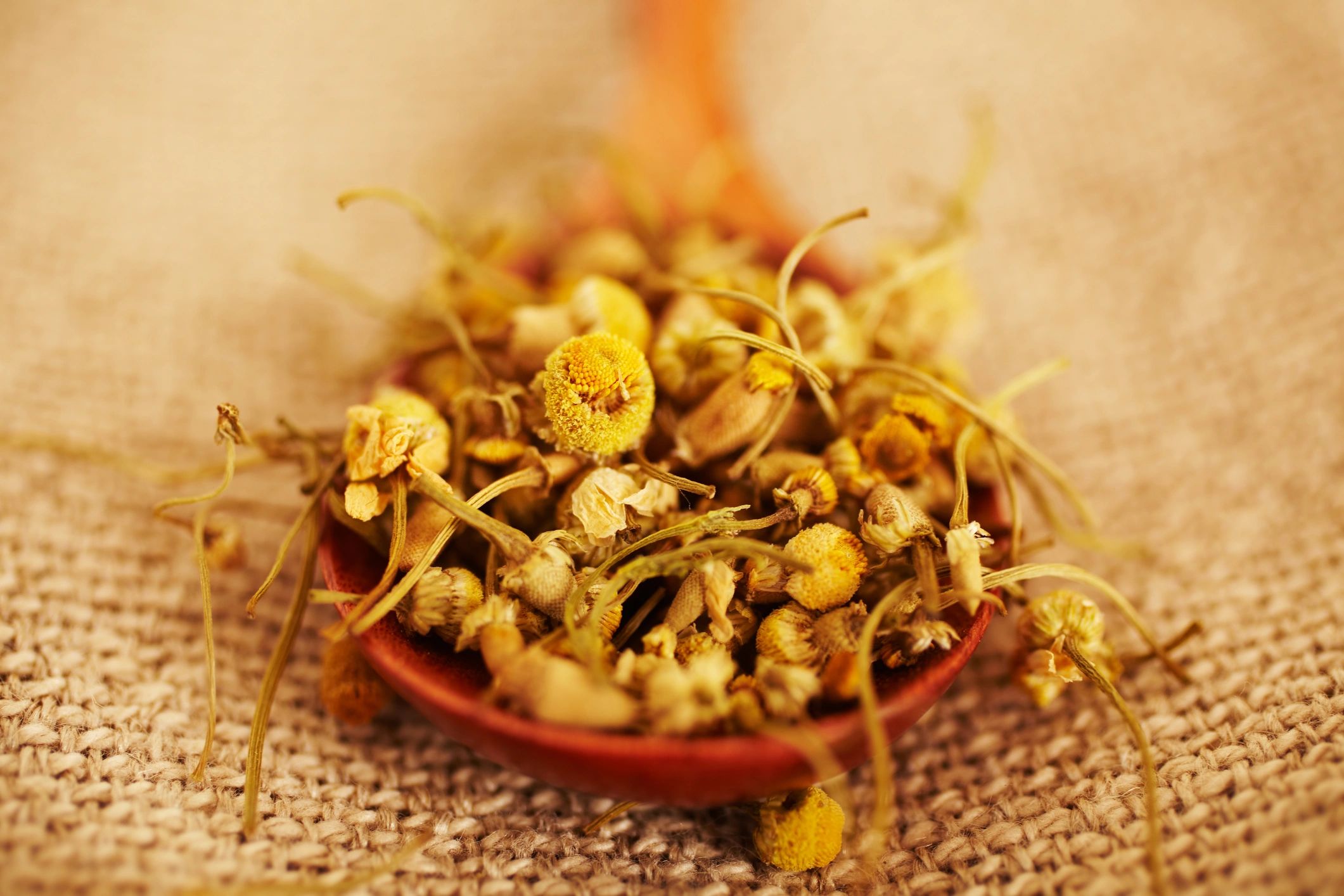 Dried chamomile in a wooden spoon