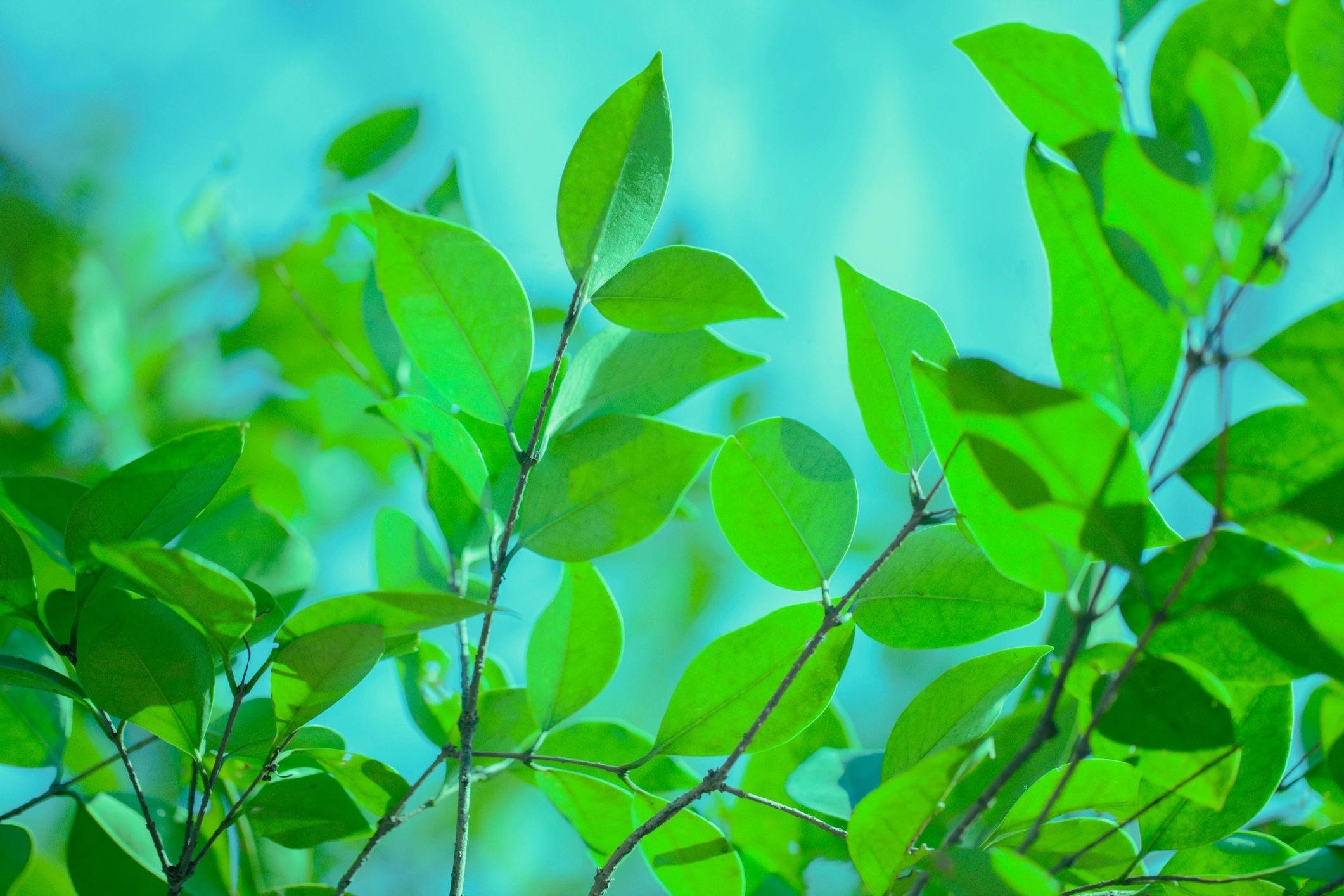 Sunlit green leaves in a forest canopy