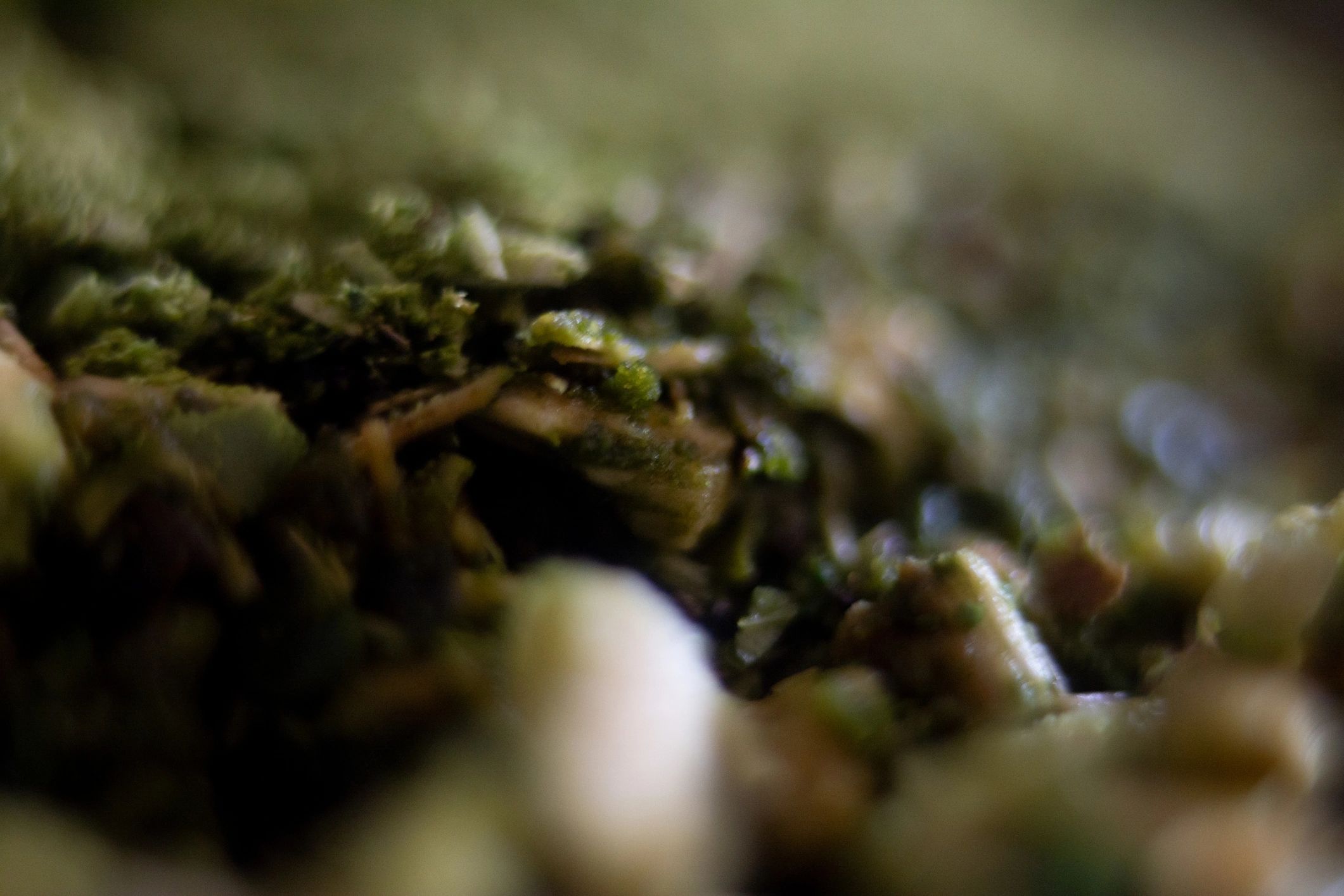Macro view of yerba mate leaves